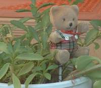 Blumentopfb�r 04