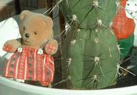 Blumentopfb�r 06