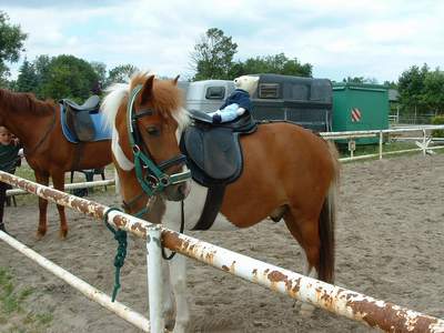 Mac B�r in Vierlanden